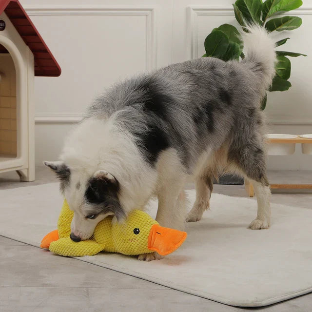 Snuggle Quack